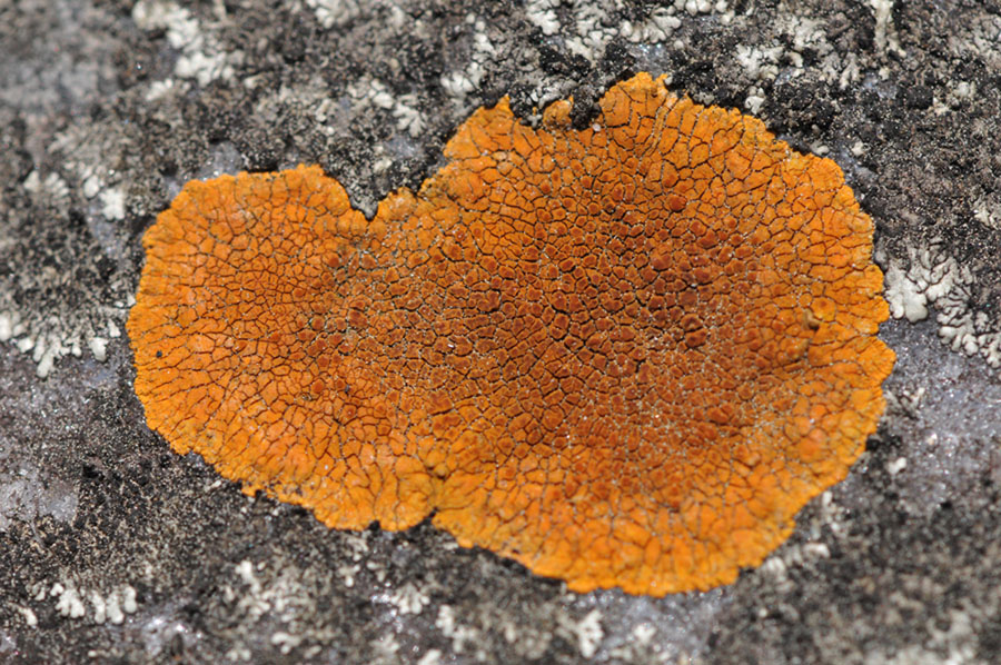  Lichens